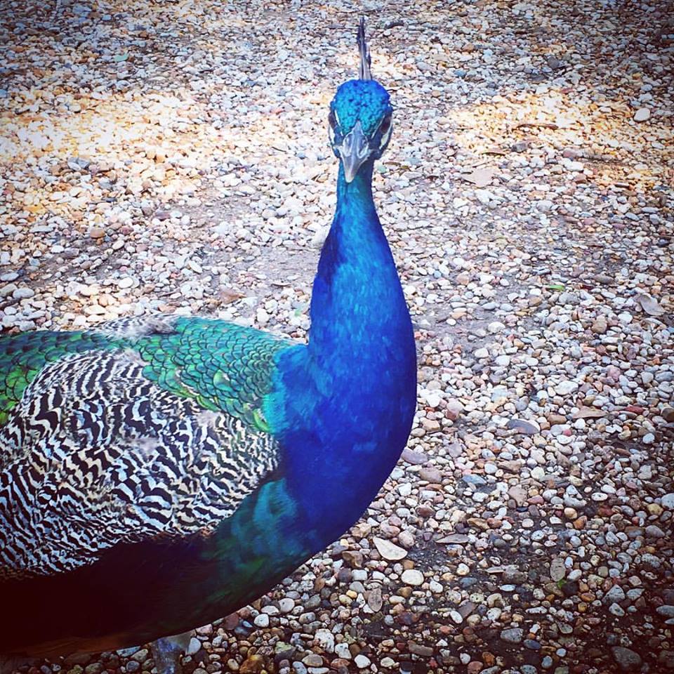 peacockzoo